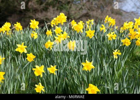 Yellow daffodils in spring time on a sunny day Stock Photo