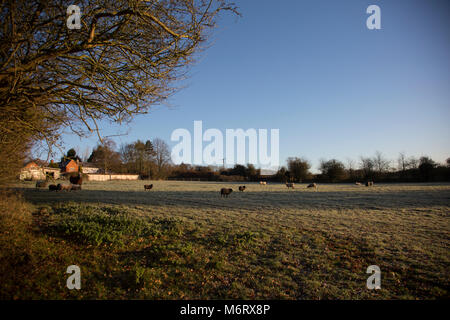 A view across a large field up towards a farmhouse with sheep and a horse in the field on a crisp winter morning in Worcestershire England Stock Photo