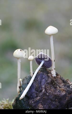 Magic mushroom, also called the halfglobe mushroom, Psilocybe semiglobata Stock Photo