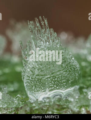 Frozen waterdrop on blade of grass on a frosty morning in winter. Tipperary, Ireland Stock Photo