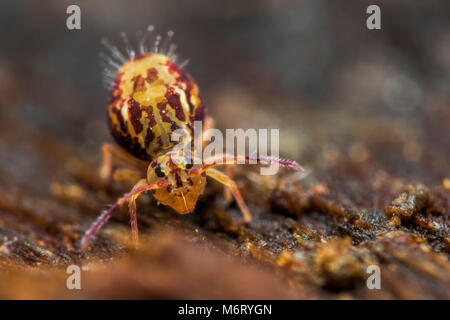 Globular Springtail (Dicyrtomina saundersi) resting on tree bark. Tipperary, Ireland Stock Photo