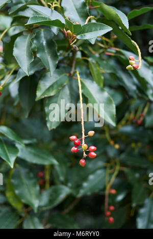 Prunus lusitanica Stock Photo