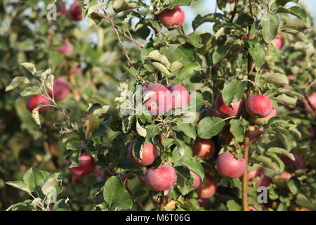 Red ripe apples on apple tree branch Stock Photo