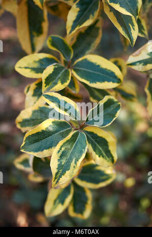 Elaeagnus pungens maculata branch Stock Photo