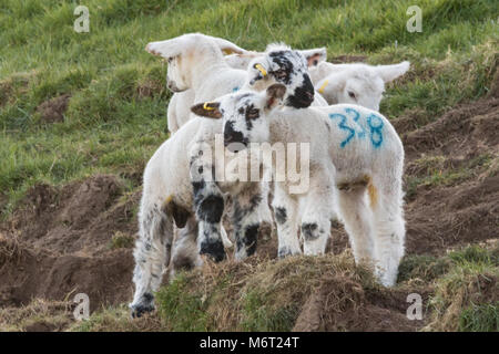 Newly born Welsh spring lambs Stock Photo