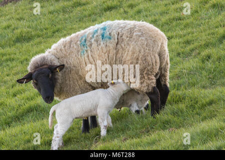 Newly born Welsh spring lambs feeding from a ewe Stock Photo