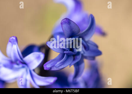 Spring purple flowers on a green background. The light of day. Closeup of Campanula Bellflowers. Stock Photo