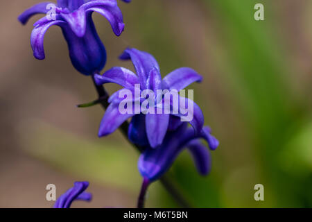 Spring purple flowers on a green background. The light of day. Closeup of Campanula Bellflowers. Stock Photo