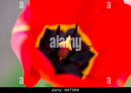 Close up of part of tulip flower. Big close up of spring tulip. Stock Photo