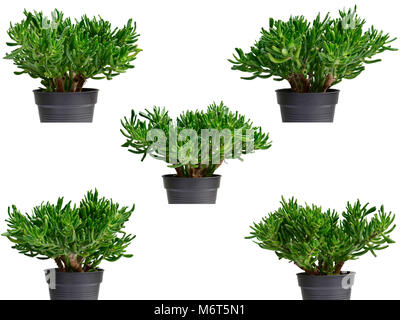 Closeup set of beautiful green Crassula ovata Gollum or Dollar money houseplant or Finger jade plant isolated on white background. Stock Photo