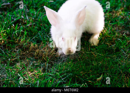 Little funny rabbit running on the field in summer. Stock Photo