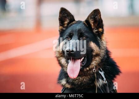 Close Up Young Alsatian Wolf Dog German Shepherd Dog Stock Photo