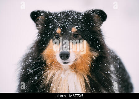 Close View Of Shetland Sheepdog, Sheltie, Collie In Snowy Winter Day. Stock Photo