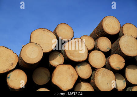 Stack of wooden logs with annual growth rings showing, with blue sky background. Stock Photo
