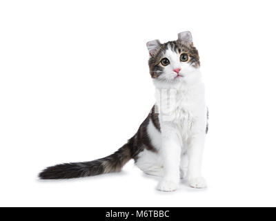 Black tabby with white American Curl cat / kitten standing facing the camera looking curious isolated on white background.