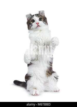 Black tabby with white American Curl cat / kitten standing on back paws like meerkat looking in to the lens isolated on white background.