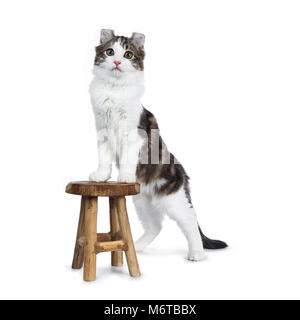 Black tabby with white American Curl cat / kitten standing with front paws on wooden stool facing camera isolated on white background.