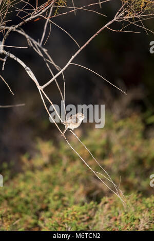 Canary Islands Stonechat (Saxicola dacotiae) Stock Photo