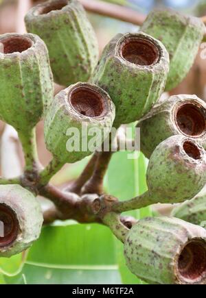 Beautiful closeup of Eucalyptus calophylla gum nuts after flower Stock Photo