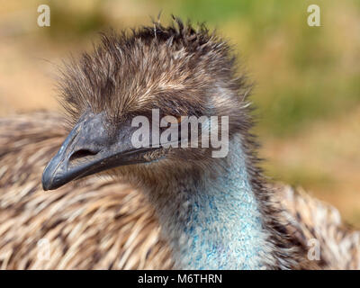 Emu Dromaius novaehollandiae portrait Stock Photo