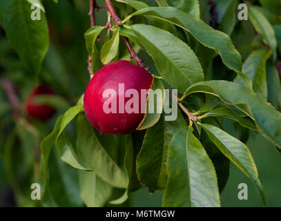 Plums ready for harvest in a Niagara orchard Stock Photo