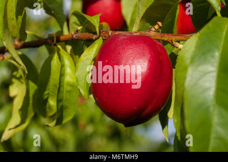 Plums ready for harvest in a Niagara orchard Stock Photo