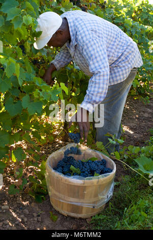 Migrant worker picking grapes in Niagara vineyard Stock Photo