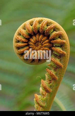 'Ama'uma'u fern fiddlehead (Sadleria cyatheoides); endemic to Hawaii. Stock Photo