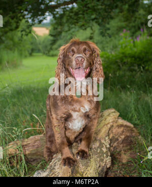 Pedigree fashion working cocker spaniel