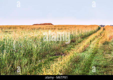 Sunny summer landscape with a dirt road along the field. Spikelets of ripe wheat along the road. Horizon. A stack of hay. Perspective. Stock Photo