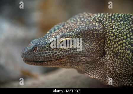 Giant lizard close up Stock Photo