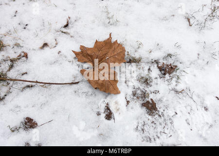 Leaf lying on snowy ground Stock Photo