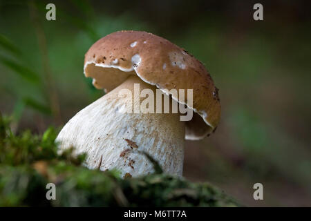 Boletus edulis (penny bun, cep, porcino or porcini) macro portrait, in the forest Stock Photo
