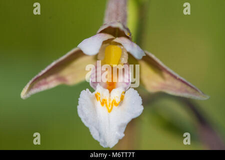 Epipactis palustris, marsh helleborine macro flowers Stock Photo