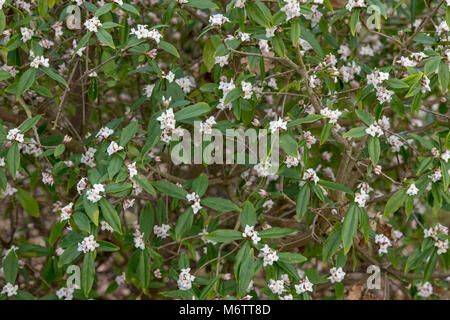 Daphne 'Spring herald' . Nepalese paper plant Stock Photo