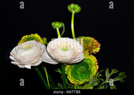 Bouquet of gentle ranunculus asiaticus flowers pale-pink and varicoloured with green heart close up, isolated on a black background Stock Photo