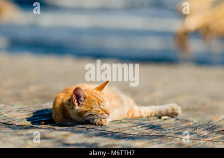 A large red cat sleeps, lying on a reed mat, under the light of the autumn sun, near the ocean with blue water Stock Photo