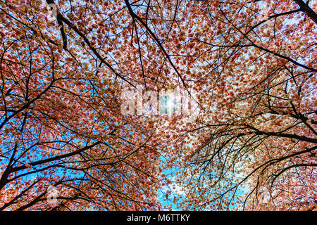 bright sun with long white rays shines from the crown of a cherry blossom tree against a blue spring sky with white clouds Stock Photo