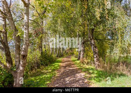 a dirt path in a birch grove with green trees, grass and shadows on the ground, on a summer, sunny day Stock Photo