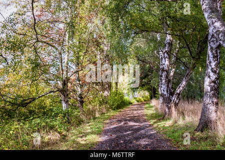 a dirt path in a birch grove with green trees, grass and shadows on the ground, on a summer, sunny day Stock Photo