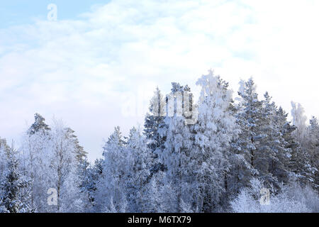 Hoarfrost covered treetops against blue sky with clouds on a cold day of winter. Stock Photo