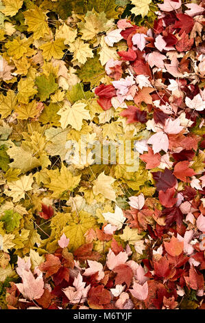 Colorful fallen maple leaf pattern from Silver Maple and Sugar Maple trees Stock Photo