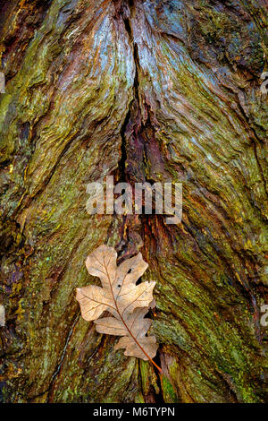 White oak leaf comes to rest at base of old oak tree Stock Photo