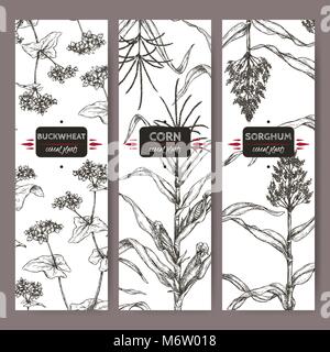 Ste of three vintage labels with Sorghum, Corn and Buckwheat sketch. Cereal plants collection. Stock Vector