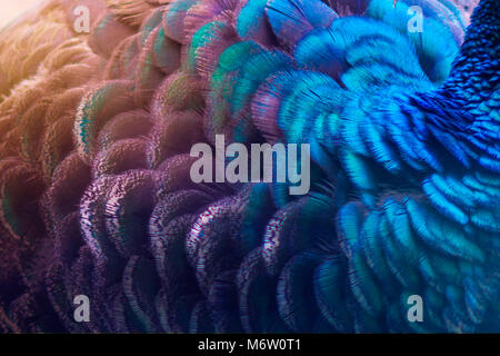 Peacock feathers blue purple Dot Pattern Blue Background Stock Photo