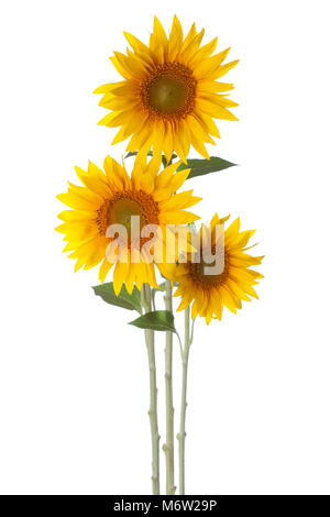 Three sunflowers isolated on a white background Stock Photo