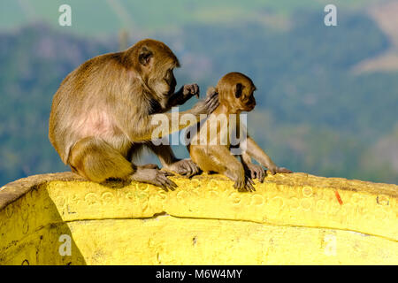 A monkey mother is lousing her child, both sitting on a wall Stock Photo