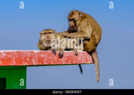 A monkey is lousing another monkey, both sitting on a wall Stock Photo