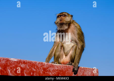 A female monkey is sitting on a wall and enjoying the warming sun Stock Photo