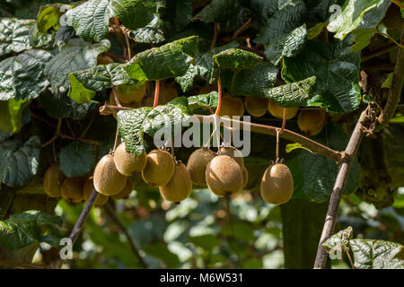 Kiwi Fruit on Vines Stock Photo